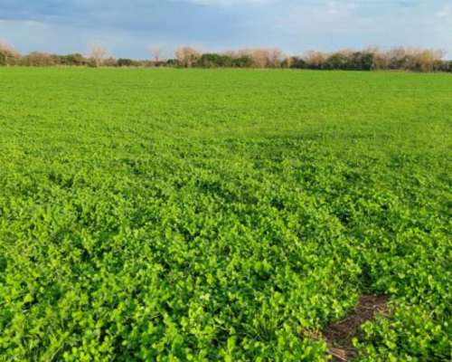 3.7 HA. en San Anselmo