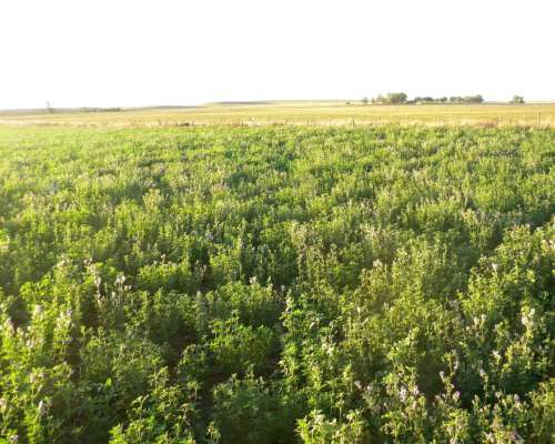 73ha en Camersa MZA con Riego y Alfalfas