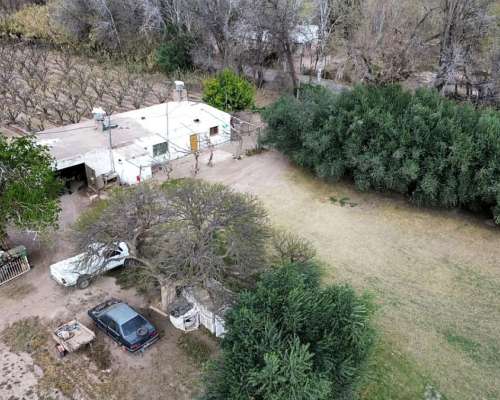 Finca de 11ha con Membrillo y Ciruela D° de Riego y Pozo