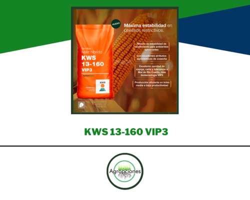 Semilla de Maiz KWS 13-160 VIP3 - Supra Semillas