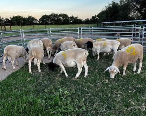 Carneros Dorper( White y Black)