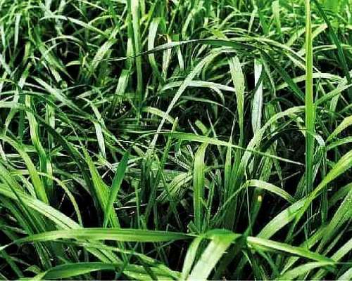 Rye Grass Anual Tetraploide Granel Natural