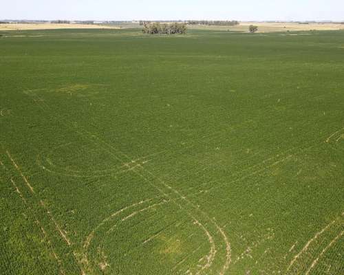 60 Hectáreas Agrícolas Sobre Ruta, Larroque, Entre Rios.