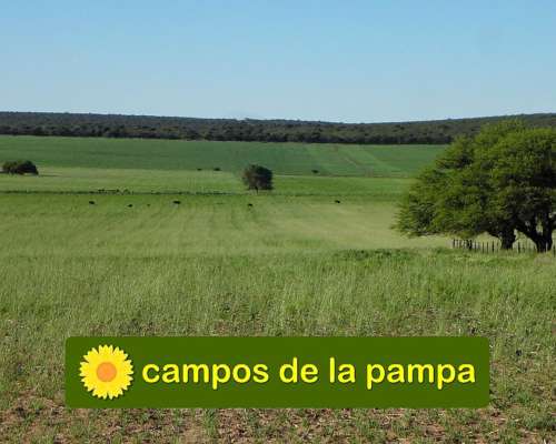 La Pampa - Venta Campo 600 Ha Caldenal y Cultivo