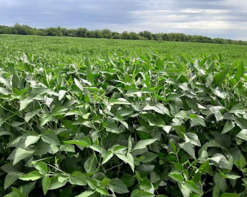 Vdo 283 Has Agrícola Cerca de Ruta 205 a Bolivar Soja- Maiz