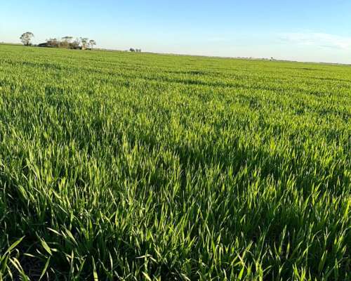 Vendo Campo 283 Ha Morrizon