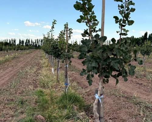 Finca Pistachos Futuro Exitoso