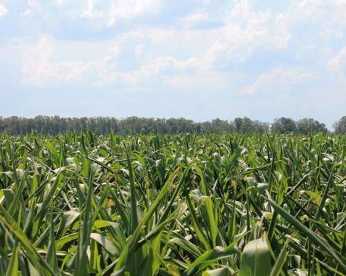 Ba3204 Venta 1800 Has. Mixto las Flores Buenos Aires