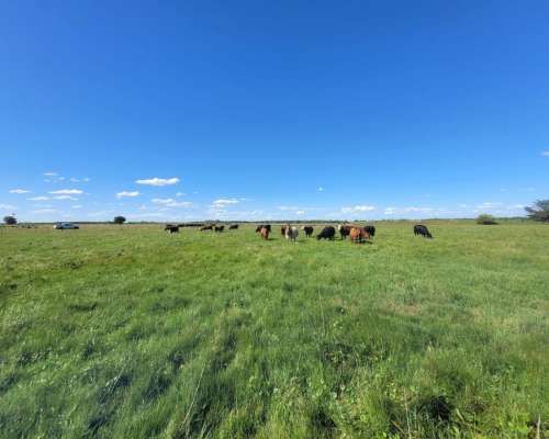 En Venta Campo Mixto de 121 Has en Ingenio Moneta San Pedro