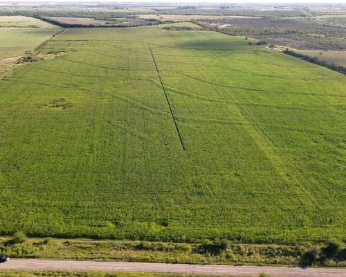 80 Hectáreas Agrícolas Rosario del Tala