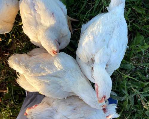 Vendo Pollos Parrilleros a Terminar