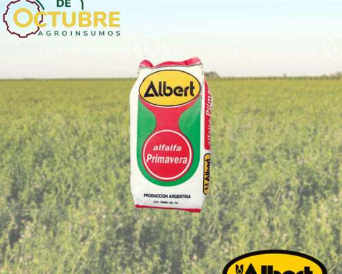 Alfalfa Albert Primavera - Grupo 7