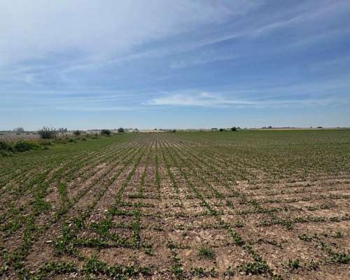 Campo Agrícola 183 Hectáreas