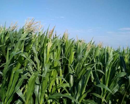 Campo Agrícola en Fortin Inca, Prov. de SGO del Estero