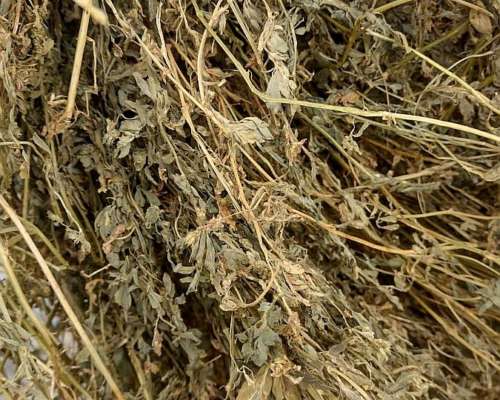 Rollos Enteros de Alfalfa Pura