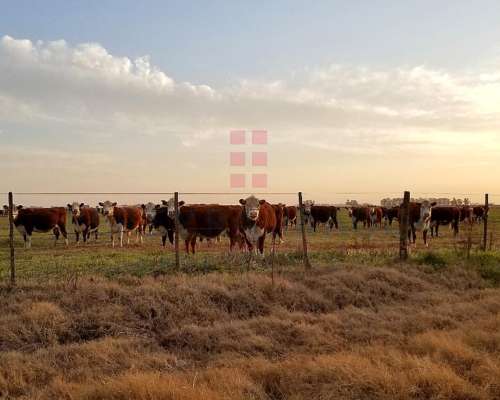 6902ha Campo Mixto en Venta en Lincoln, Pcia. de BS AS.