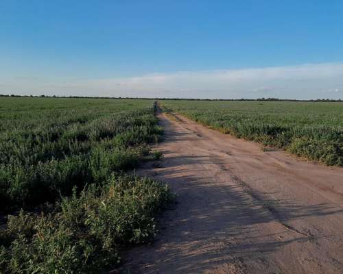 Campo Agricultura en Alquiler
