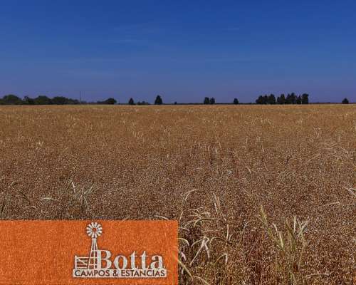 627has en Venta en Alpachiri, la Pampa. Campo Agricola