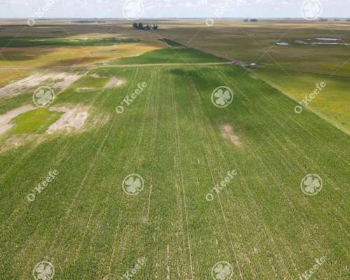 Campo en Venta de 300 Has en Pila
