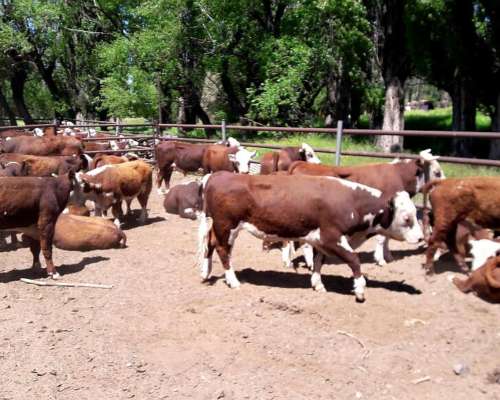 23000 Ha Gran Estancia Neuquina Collon Cura