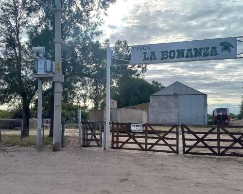 55 Hectareas con Olivos Aimogasta la Rioja