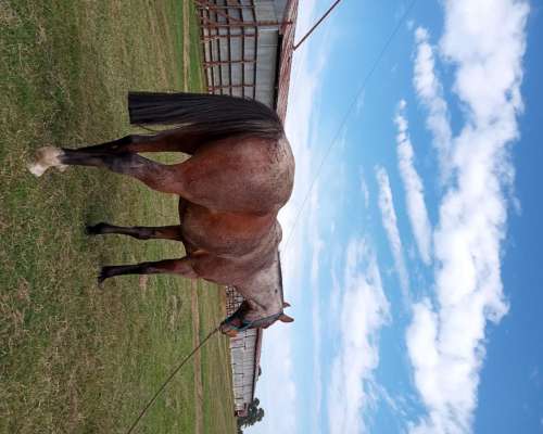 Caballo de Andar Útil para el Trabajo