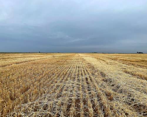 Muy Buen Campo Mixto en Blaquier