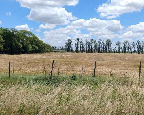 42 Has de Campo Mixto para Cultivar el 95 %- Oportunidad