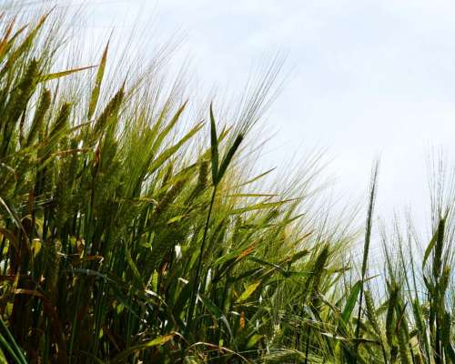 260 Has Permuta por Mayor Superficie Agrícola