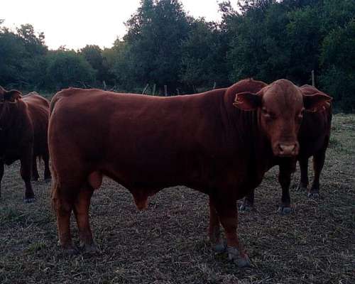 Toros Brangus Colorados-san Javier