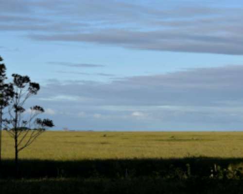 520 Hectareas en Corrientes