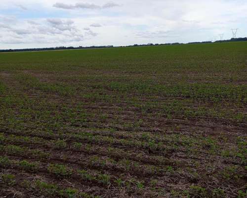 200 Hectáreas Agricolas Zona Núcleo.