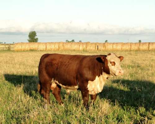 Toro Hereford Puro de Pedrigue
