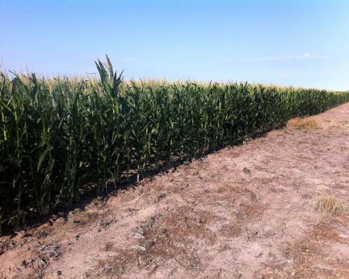 Alquilo 3000 Ha o Fracción Tostado Camino a Bandera Excelen