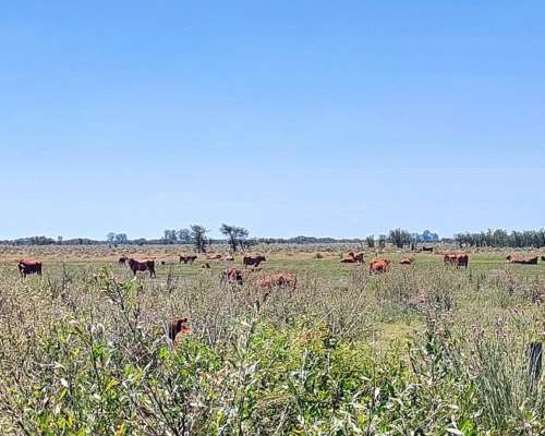 Se Venden 290 Ha a 5 km al SUR de la Feria Vieja de Capivar