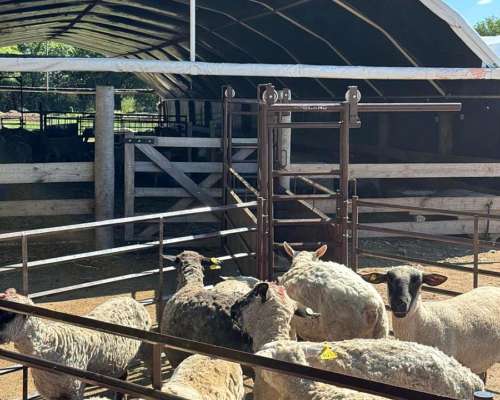 Alem Chacra en Produccion Ovina y Avicola