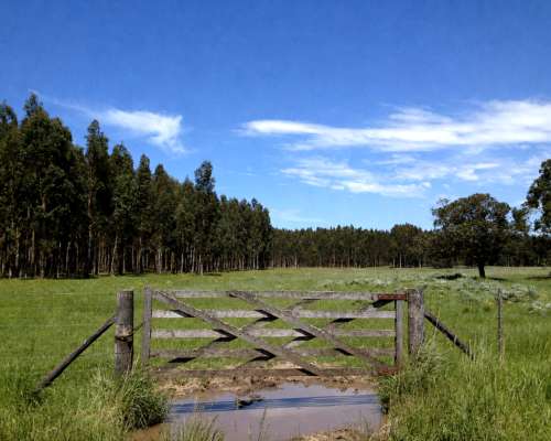 110 Ha Forestales Necochea