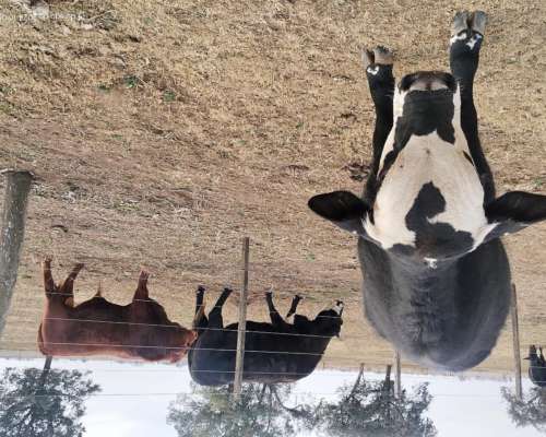 Toro Angus Colorado Vendo o Permuto