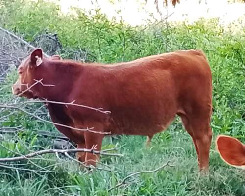 Excelentes Terneros Limangus para Toritos