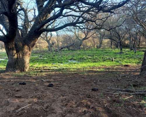 1.140 Ha Excelente Campo de Monte en San German, Puan