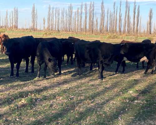 Vendo 71 Hcts, Alfalfa. con Maquinaria Completa Incluida