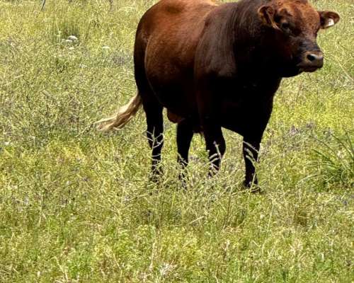 Venta de Toros Limangus