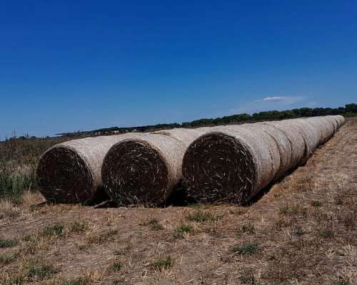 Rollos de Triticale con Grano