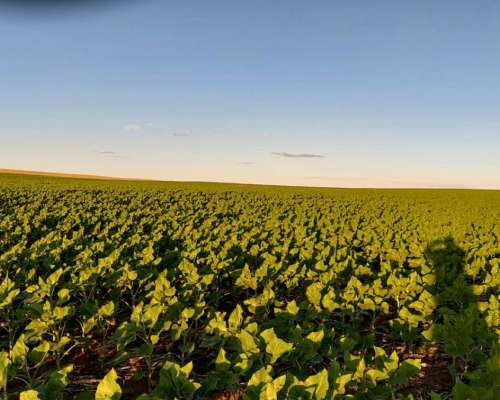 Campo en Venta – Zona Chaján 313 Hectáreas