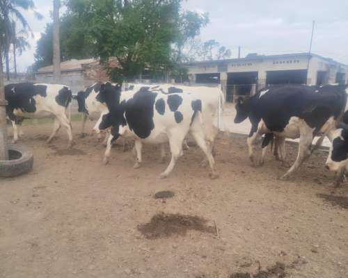 Vendo Vaquillas para Tambo