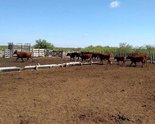 Campo Gandero 30.000 Hectareas,algarrobo del Aguila la Pampa