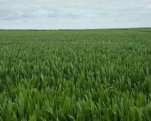 Sudoeste Pcia BS AS Campo Bajo Riego