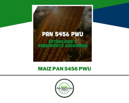 Semilla de Maiz PAN 5456 PWU - Zinma Seeds
