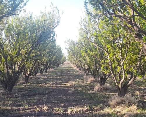 Vendo Finca en San Rafael