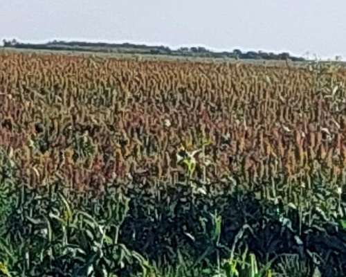 Excelente Campo Mixto Sobre Asfalto 5497 Has Santa FE